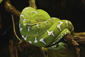 Boas: Emerald Tree Boa
