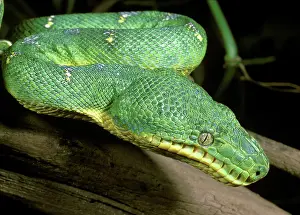 Constricting: Emerald Tree Boa