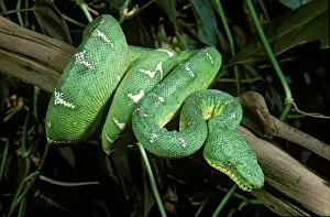 Constricting: Emerald Tree Boa