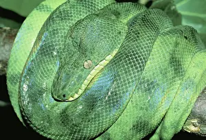 Constricting: Emerald tree boa