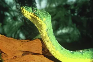 Constricting: Emerald tree boa