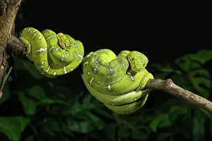 Mary: Emerald tree boa coiled, captive, native to South America