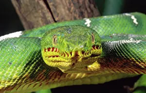 Canina: Emerald Tree Boa, Corallus canina, Native