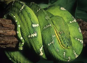 Canina: Emerald Tree Boa, (Corallus canina), S