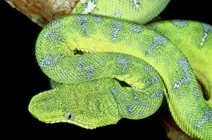 Corallus: Emerald Tree Boa (Corallus caninus)