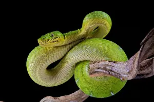 Emerald: Emerald tree boa (Corallus caninus) on black background