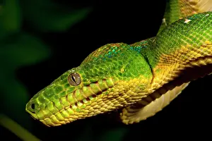 Corallus: Emerald Tree Boa, Corallus caninus, Native