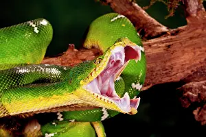Corallus: Emerald Tree Boa, Corallus caninus, Native