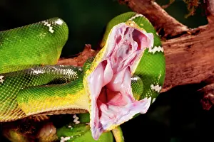 Corallus: Emerald Tree Boa, Corallus caninus, Native