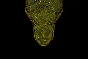 Canina: Emerald tree Boa (Corallus caninus) - Petit-Saut