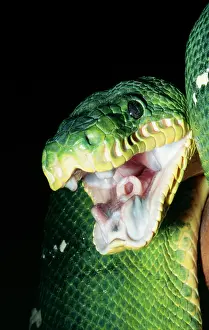 Sinister: Emerald Tree Boa - Gaping
