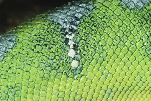 Corallus: Emerald Tree Boa skin close-up