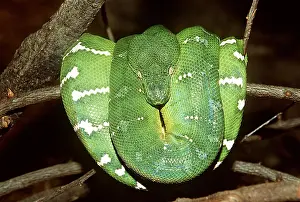 Spiral: EMERALD TREE BOA SNAKE