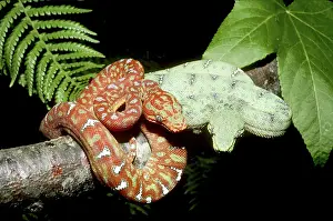 Dangling: Emerald Tree Boas