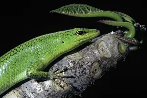 Skink: Emerald Tree Skink