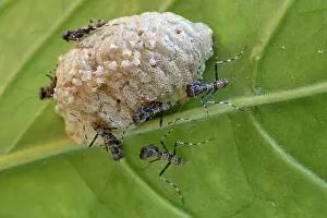 Religiosa: Emerged young praying mantises (Mantis religiosa)