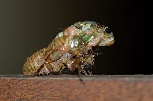 Alien: Emerging Cicada