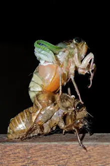 Alien: Emerging Cicada