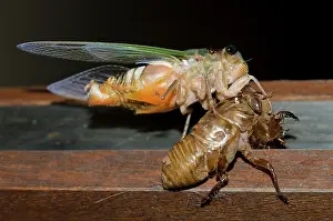 Alien: Emerging Cicada
