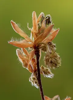 Beeches: Emerging flowers of Beech, Fagus sylvatica, in early spring