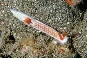 Gill: Emmas Hypselodoris Nudibranch - Lipah Beach dive