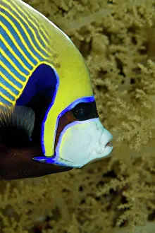 Pomacanthus: Emperor Angelfish