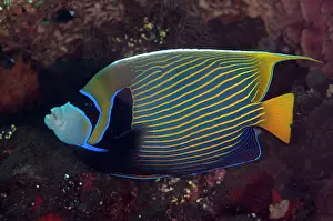 Imperator: Emperor Angelfish