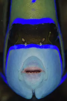 Line: Emperor Angelfish