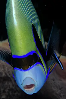 Mask: Emperor Angelfish - being cleaned by a Bluestreak