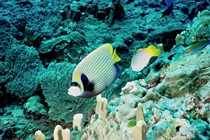Pomacanthus: Emperor angelfish; can grow to 40 cm. Popular aquarium