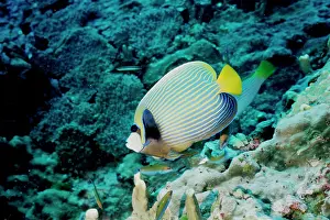 Pomacanthus: Emperor angelfish; can grow to 40 cm. Popular aquarium