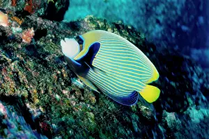 Pomacanthus: Emperor angelfish; can grow to 40 cm. Popular aquarium
