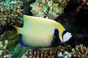 Emperor: Emperor angelfish (Pomacanthus imperator), House