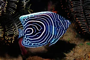 Imperator: Emperor angelfish ( Pomacanthus imperator), Youth