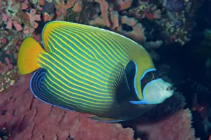 Kecil: Emperor Angelfish by sponge