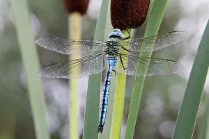 Anax: Emperor Dragonfly