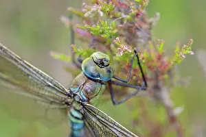 Imperator: Emperor Dragonfly