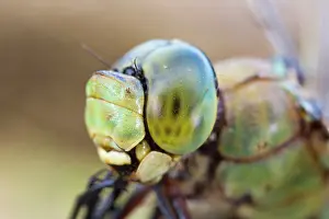 Imperator: Emperor Dragonfly