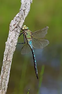 Imperator: Emperor Dragonfly