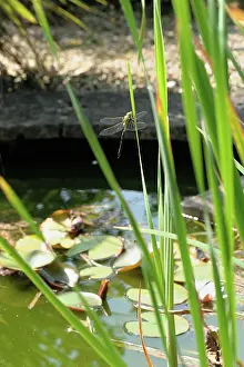 Dragon: Emperor dragonfly