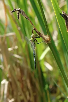 Dragon: Emperor dragonfly