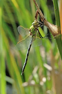 Dragon: Emperor dragonfly