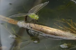 Dragonflies: Emperor dragonfly (Anax imperator) adult female insect laying eggs or oviposition in a pond in summer
