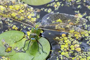 Brook: Emperor dragonfly, blue emperor (Anax imperator)