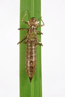 Devon: Emperor dragonfly exuvia