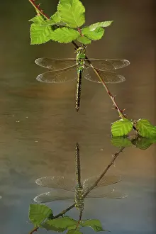 Anax: Emperor Dragonfly - female on bramble with reflection