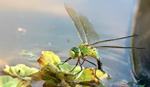 Anax: Emperor Dragonfly - female laying eggs