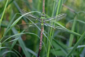 Anax: Emperor Dragonfly - freshly emerged female, not