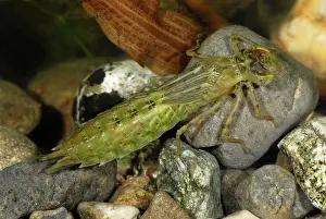 Imperator: Emperor Dragonfly nymph larva