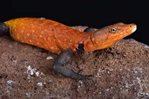 Imperator: Emperor flat lizard (Platysaurus imperator) is the